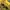 Grunge Emo T-shirt Wanita yellow photo 3