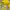 Mountain Hardwear Gorpcore Track jacket Pria yellow photo 4