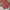 Casual Baju bayi Kids pink photo 1