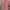 Converse Casual Casual shirt Pria pink photo 1