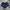 Adidas Sportswear Short Wanita navy photo 1