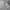 Nike Streetwear Skater Sweatshirt Pria Gray