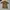 Vintage Y2K Polo shirt Pria white tan photo 1