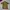 Vintage Y2K Polo Shirt Pria White Tan