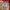 Burberry Vintage Luxury Harrington jacket Pria red photo 4