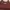 Coach Y2K Luxury Shoulder bag Wanita burgundy photo 2