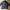 LINDBERGH Streetwear Casual Polo shirt Pria white navy photo 1