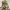Burberry Casual Harrington jacket Pria tan photo 7