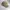 Converse Streetwear Hat Pria tan photo 2