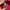 The North Face Sportswear Fleece Pria red photo 7