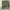 Jeep Spirit Zhan Di Ji Pu Basic Brown Cream Cargo Shorts photo 6