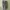 Jeep Spirit Zhan Di Ji Pu Basic Brown Cream Cargo Shorts photo 4