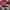 Casual Hat Wanita multicolor pink photo 4