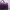 Lonsdale Casual Messenger Bags & Satchel Wanita Purple
