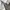 Dunlop Streetwear Sportswear Track jacket Pria white cream photo 5