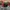 New Era Casual Hat Pria red black photo 2