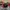 New Era Casual Hat Pria Red Black