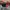 New Era Casual Hat Pria red black photo 4