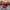 New Era Casual Hat Pria red black photo 1