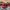 New Era Casual Hat Pria Red Black