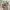 Carhartt Vintage Streetwear Pria tan brown photo 6