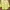 Minimalist Muslim Blouse Wanita yellow photo 1