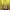 Burberry Luxury Casual Polo shirt Pria yellow photo 6