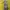 Burberry Luxury Casual Polo shirt Pria yellow photo 2