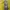 Burberry Luxury Casual Polo Shirt Pria Yellow
