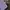 A Bathing Ape Luxury T-shirt Pria purple photo 7