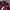 Cinema Club Casual Casual shirt Pria red black photo 4