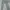 Levi's Grunge Skater Jeans Pria green gray photo 2