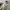 Porter Yoshida Casual Casual pants Pria tan photo 5