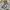 Adidas Streetwear Casual Casual shirt Pria tan cream photo 6