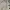 Adidas Streetwear Casual Casual shirt Pria tan cream photo 4