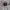Adidas Sportswear T-shirt Pria gray photo 7