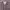 Fairy Casual Formal shirt Pria multicolor photo 3