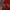 Adidas Sportswear Jersey Pria red photo 5