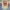 Adidas Streetwear Sportswear Jersey Pria cream photo 1