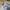 Phat Farm Vintage Y2K Jeans Pria blue photo 7