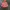 Montbell Streetwear Gorpcore Windbreaker Wanita pink orange photo 1