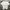 Giordano Casual T-shirt Pria White