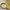 Minimalist Casual Handbag Wanita yellow photo 5