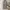 Luxury Midi dress Wanita white tan photo 1