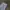 Dickies Casual Casual pants Pria white photo 2