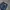 Dickies Casual Casual pants Pria navy photo 4