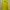Casual T-shirt Pria yellow photo 2