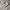 Coach Luxury Minimalist Fur coat Wanita tan black photo 4