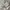 Coach Luxury Minimalist Fur coat Wanita tan black photo 6