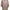 2XU Luxury Indie Midi dress Wanita tan photo 1